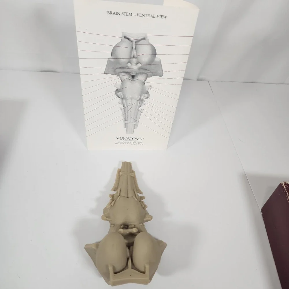 Vintage Parke-Davis VUNATOMY Brain Stem Anatomical Model w/ Box & Fold-Out Guide